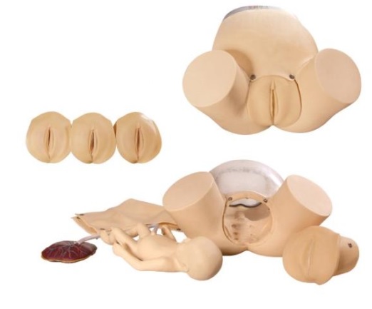 Gynecological Obstetric Fetal Birthing Simulator Manikin