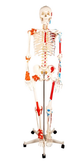 Human Skeleton with Painted Muscle and Ligament