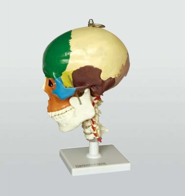 Diadatic Human Skull Anatomy