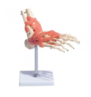 Anatomical Foot Joint Model