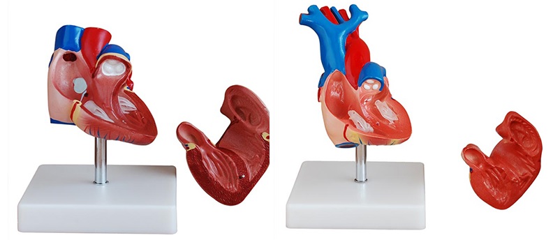 Anatomical Human Heart Model